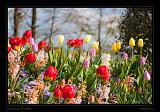 Keukenhof Hollandia 062